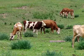 你知道这些牛字旁的字都是什么意思吗图片