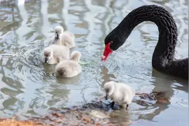 微度假in青浦丨“五一”一起喂天鹅吗？大千天鹅湖庄园邀您走进“童话世界”图片