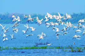 湘阴横岭湖省级自然保护区：梯级湿地留住候鸟欢歌图片