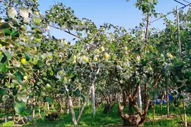 江南区吴圩镇：青枣盈枝丰收忙图片