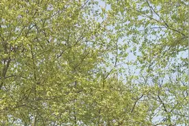 四月“飞雪”已出现，出行务必做好防护图片