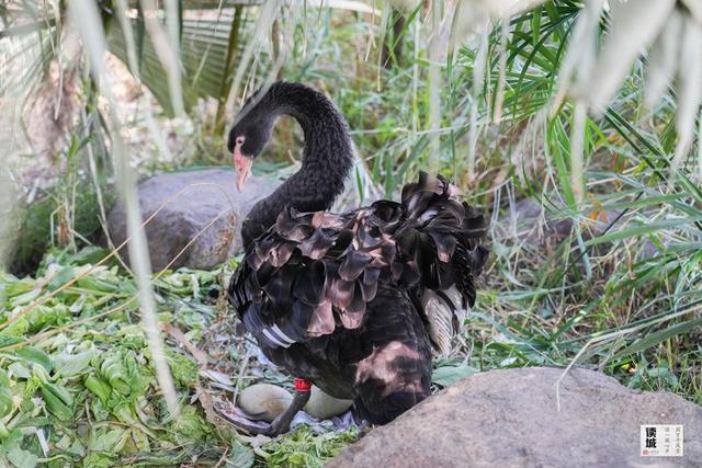 读城｜鹅鹅鹅！福州公园“顶流家族”又将"添丁"……