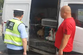 为防止活禽“中暑”，货车车门大开跑高速图片