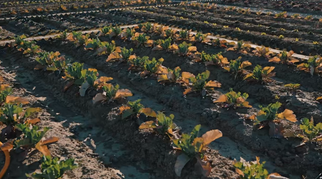 围炉+露营+泡汤+农耕……扬州这里一站式承包全家暖冬欢乐！