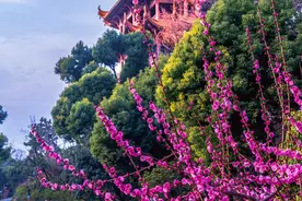 中国梅花，天！花！板！图片
