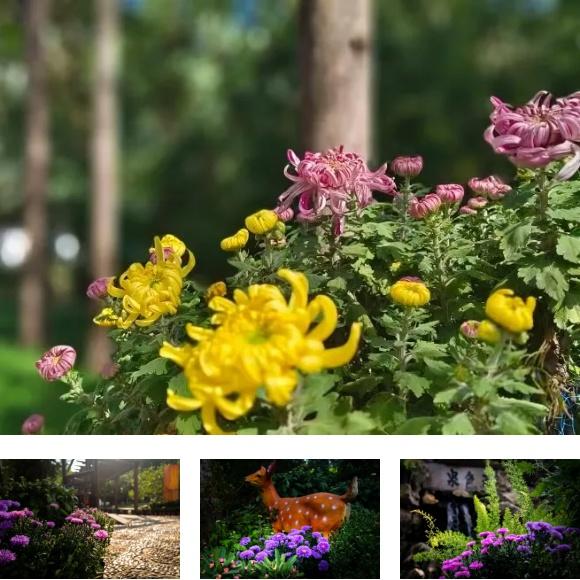 松江秋日限定：一半花海浪漫，一半园林诗意