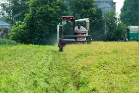 安乡：18.4万亩早稻开镰收割图片