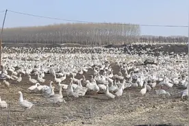 双河镇立体模式推进“鹅产业” 养殖量有望突破“30万”图片