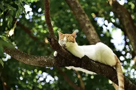 这些生活中常见的“噪音”，竟然有助于睡眠图片