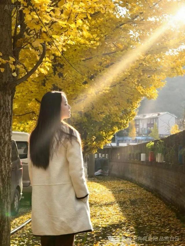 在白云！这个初冬阳光温暖，满是金黄！