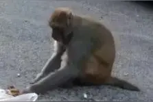 “猴哥”频繁下山蹭吃蹭喝！贵阳市野保站提醒→图片