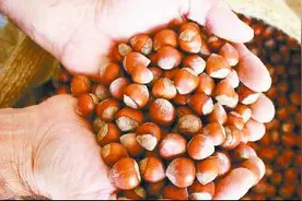 全世界七成榛子产自土耳其图片