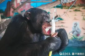 非洲猩猩爱上章丘大葱，动物养生有妙招图片