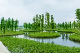 初夏时节，大泽湖湿地公园美景上新啦！图片