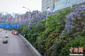 山城邂逅“浪漫紫” 重庆街头近600株蓝花楹绽放图片