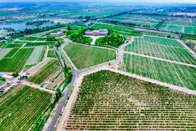 银川紧锣密鼓筹备2025布鲁塞尔国际葡萄酒大奖赛，全力冲刺“世界葡萄酒之都”图片