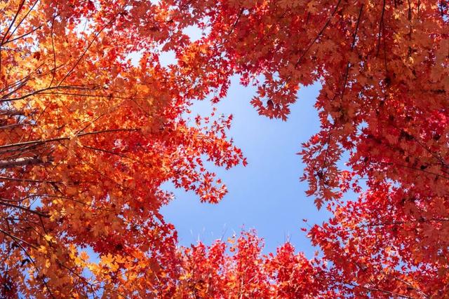 济宁冬季赏叶天花板，错过等一年的绝美景色