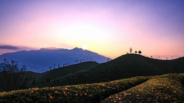 鹤峰走马：晓日映茶山