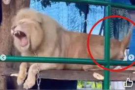 为求拍照效果，菲律宾一动物园员工虐待狮子引众怒 园方：已解雇图片