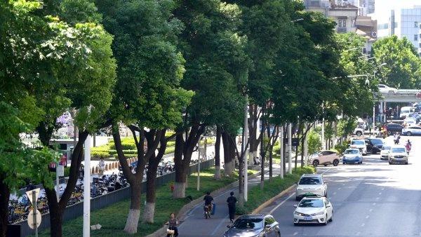 80万株行道树遮住烈日，外卖骑手爱上武汉“林荫自由”