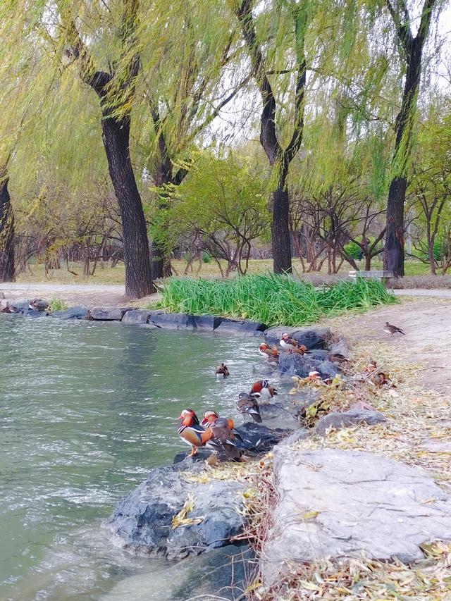 风中探访颐和园：湖山终日看犹新，游禽经冬栖自暖