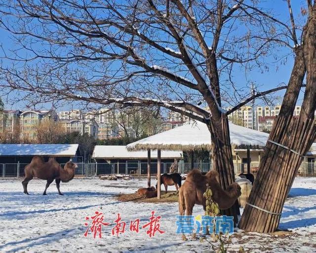 一年四季 泉在济南丨银装素裹 笑语满园——雪后济南动物园变身童趣天地