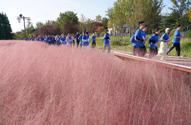 临沂：粉黛乱子草盛开 市民游客置身粉色花海