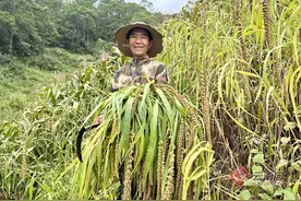 普洱镇沅：儿时的味道——狗尾巴小米图片