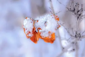 4种易生痰食物，咳嗽时少吃，2茶2穴帮助止咳化痰图片