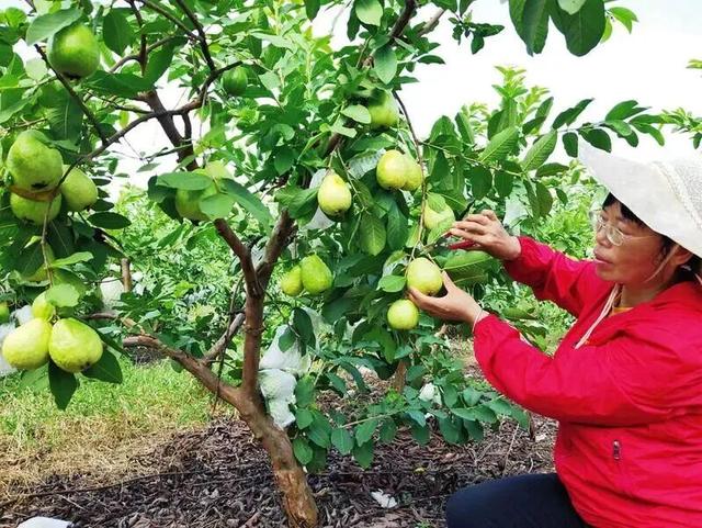 南宁冬季水果采摘全攻略 | 东北老铁、西北家人，告别猫冬！来南宁实现“水果自由”