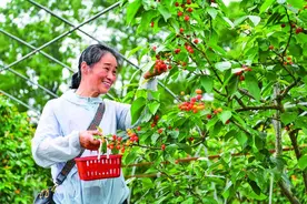 重庆璧山：樱桃采摘正当时图片
