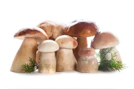又到吃菌季！野生菌烹饪指南了解一下图片