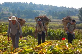 天眼影像|贵州黔西：“订单高粱”喜丰收图片