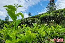 中国最南端茶叶产区首次实现茶叶出口海外图片