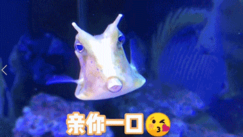 本周末遛娃首选！伍家岗“上新”一家海洋世界！