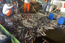 章鱼大将军敢“自断手足”？从《哪吒2》中感受海洋世界的奇妙与神秘图片