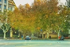 上海长宁6条马路开启“落叶不扫”模式，限定美景不要错过图片