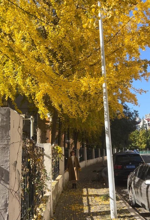 崂山区桐岭路成新晋顶流，银杏大道承包秋冬浪漫