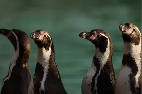 （外代一线）伦敦动物园进行动物大盘点图片