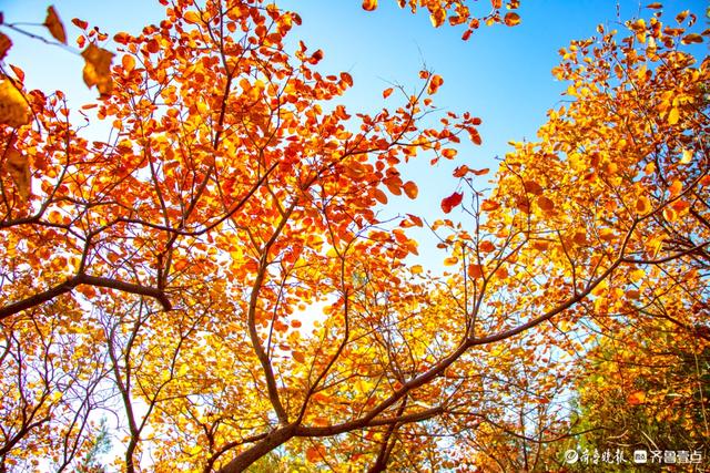 人气超高的蝎子山