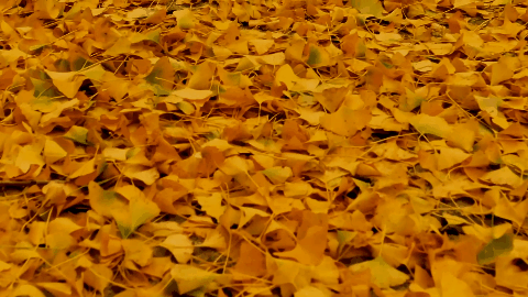 乘着高铁游威海 | 千里山海，等你！