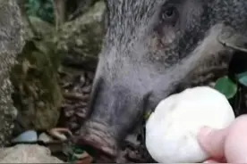 野猪被投喂成“网红猪”，深圳野保协会：不宜将对宠物的爱投射到野生动物上图片