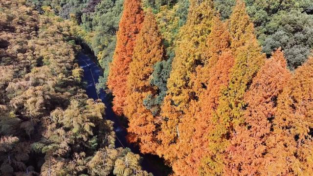 余杭初冬藏不住！这些秘境绝美~