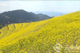 云南凤庆：油菜花开增春色 美丽经济促振兴图片