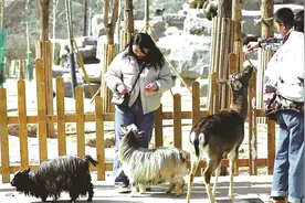 园区提前准备保暖措施 量身定做冬季营养餐 兰州野生动物园开启温暖过冬模式图片