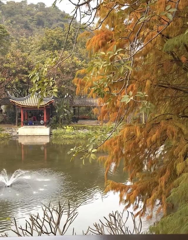 落羽杉最美“皮肤”上线，搭地铁邂逅限定版浪漫｜一“线”游广佛