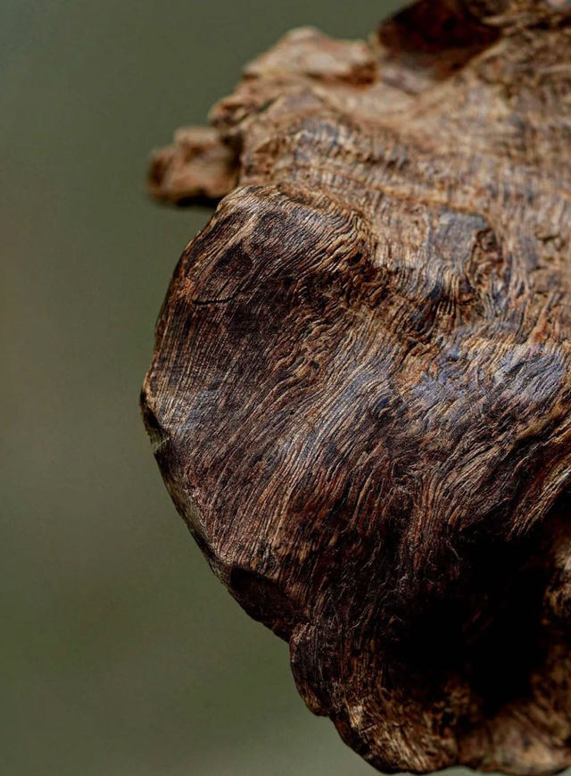真不懂，为啥现在的明星和有钱人都偏爱这个“烂木头”？