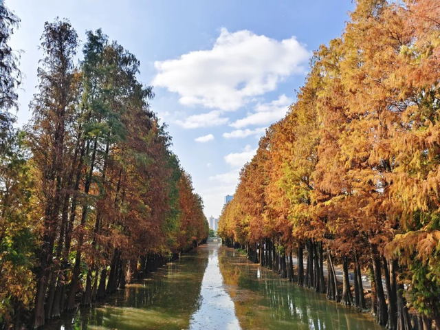 一眼心动的绝美“小森林”，在伦教找到了！