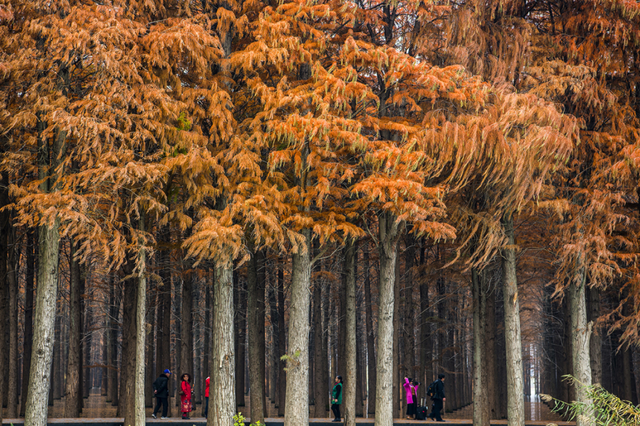 来洪湖，“藕”遇千年秋色！
