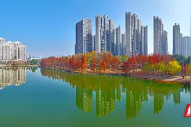 组图丨冬季限定：水杉染红妆 送君一抹艳图片